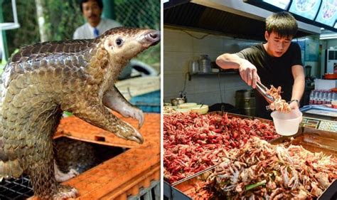 China Outrage How Pangolins Are ‘force Fed Rice To Increase Price On