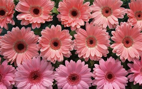 Pink Daisy Wallpapers Top Free Pink Daisy Backgrounds Wallpaperaccess