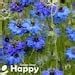 Morning Glory Ipomoea Nil Morning Call Mix 50 SEEDS - Etsy