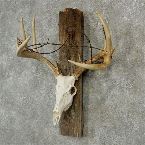 Whitetail Deer Skull And Antler European Mount Deer Skull Decor Deer Antler Decor Deer Hunting