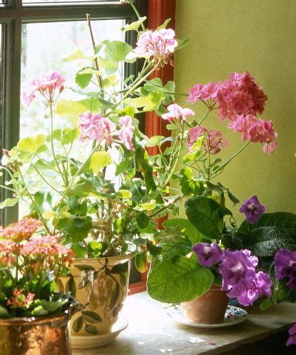 Best indoor flowering plants: 10 pretty blooms to grow | Homes & Gardens