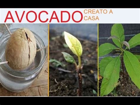 FACILE PIANTARE AVOCADO IN 2 MODI DIVERSI Come Creare Una Pianta D