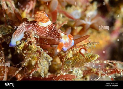 Sea Slug Or Nudibranch Nembrotha Sp Lembeh Strait North Sulawesi