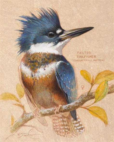 Belted Kingfisher Acrylic On Board X Kingfisher Birds Bird