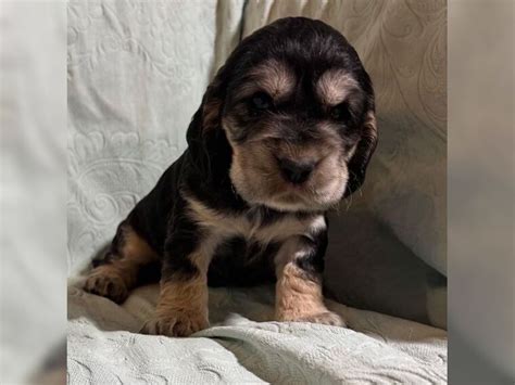 English Cocker Spaniel Kaufen Welpe Aus Backnang Deinetierwelt