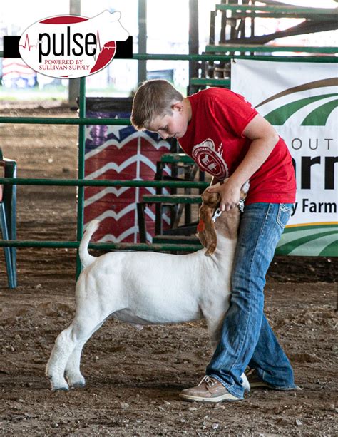 South Dakota Summer Spotlight Top 5 Overall Market Goats The Pulse