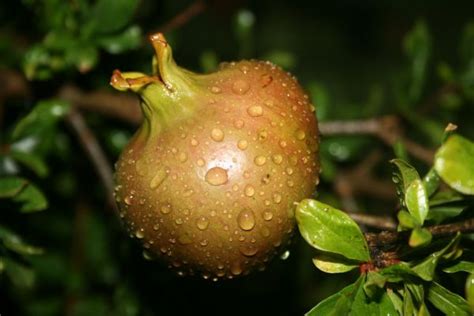 Free Images Tree Water Dew Fruit Rain Leaf Flower Wet Bush Foliage Food Green