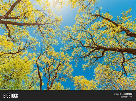 Canopy Tall Trees Image And Photo Free Trial Bigstock