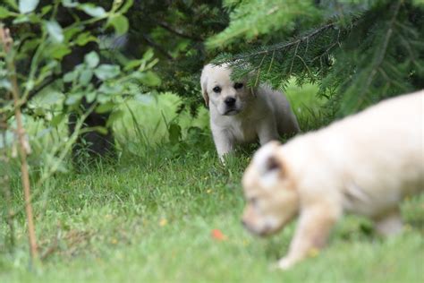 Biszkoptowe Szczeniaki Labrador Retriever Hodowla Labrador W