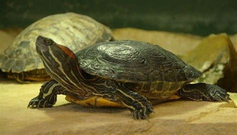 Tortuga De Orejas Rojas Hábitat Características Y Más variedadess net