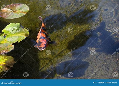 Peixes Japoneses Alaranjados De Koi Foto De Stock Imagem De Choque