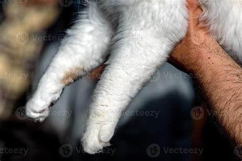 Cat Paw On Human Hand 17307720 Stock Photo At Vecteezy