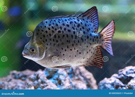 Scatophagus Argus Fish In An Aquarium Stock Image Image Of Estuaries