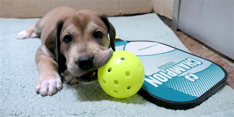 Pickle Paws Pickleball Tournament Fundraiser United Way Of Alamance