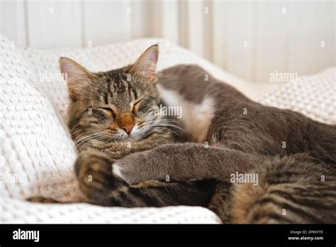 Two Cats Cuddling On White Blanket At Home Cute Domestic Striped