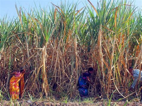 Sugar Factoryदहा लाख टन उसाचे गाळप One Million Tonnes Of Sugarcane