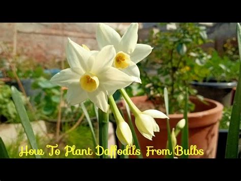 Narcissus Flower In Hindi Best Flower Site