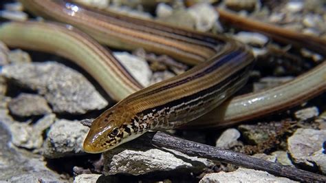 Glass Lizard