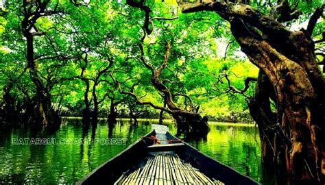 Ratargul Swamp Forest, Sylhet, Bangladesh | Travel Bangladesh