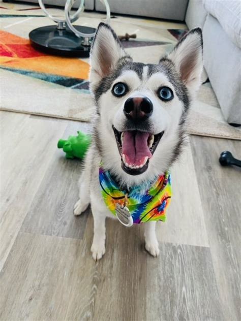 About — Sapphiethepomsky