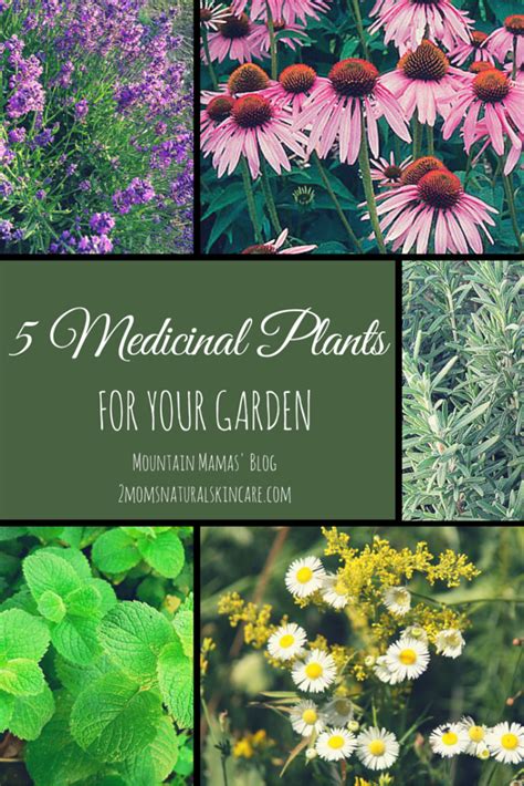 5 Medicinal Plants To Grow In Your Garden Mountain Mamas Blog