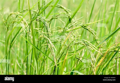 Harvest rice at paddy rice field at the South of Thailand side Stock ...