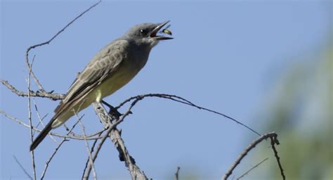 Cassins Kingbird Tyrannus Vociferans Photographing At L Flickr