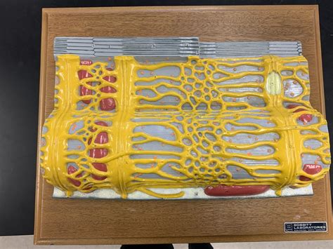 Sarcomere Model Diagram Quizlet