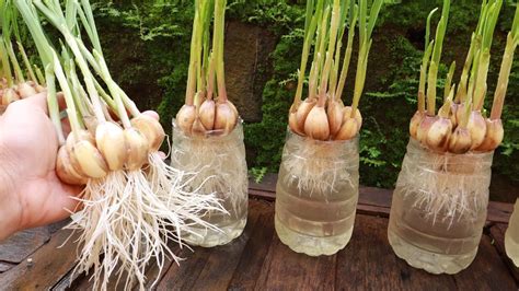 How To Grow Garlic In Water Get Lots Of Roots And Quickly Harvest