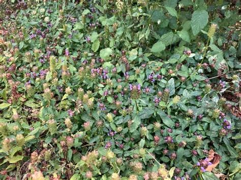 Buy Online Prunella Vulgaris Plant Plantly