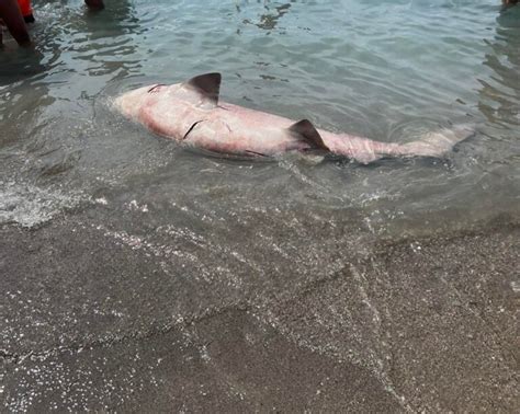 Salerno Trovato Squalo Morto Sullarenile Zerottonove It