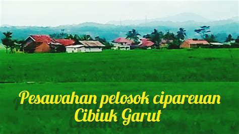 Tidak Disangka Seindah Ini Pesawahan Di Lemburtengah Cipareuan Cibiuk