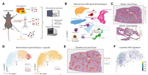 连发cell Nature 空间转录组学技术高分文章集锦 技术前沿 资讯 生物在线