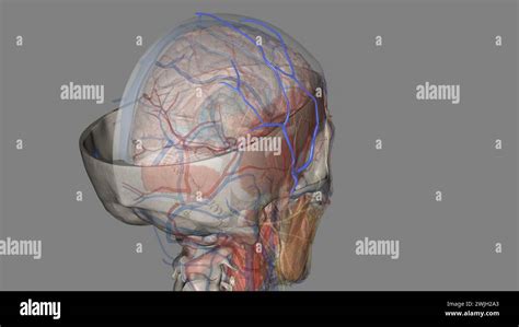 The Superficial Temporal Vein Courses Down From The Midparietal Region