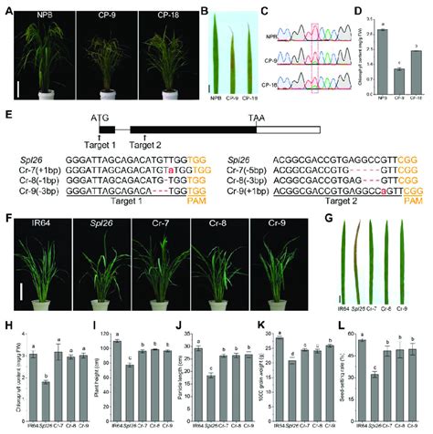 Reverse Functional Complementation And Characterization Of Reverse