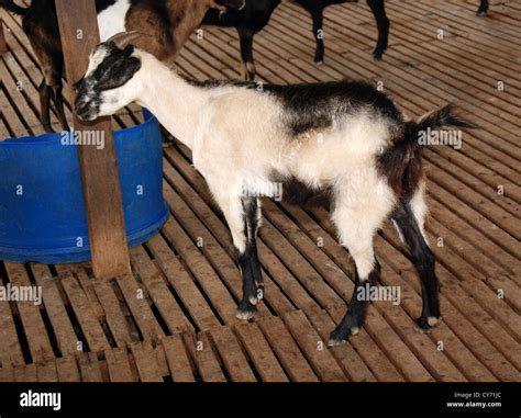 Goat In The Animal Farms Stock Photo Alamy