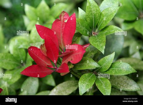 Japanese Pieris Pieris Japonica Red Leaf Shoots Leaves Damaged By