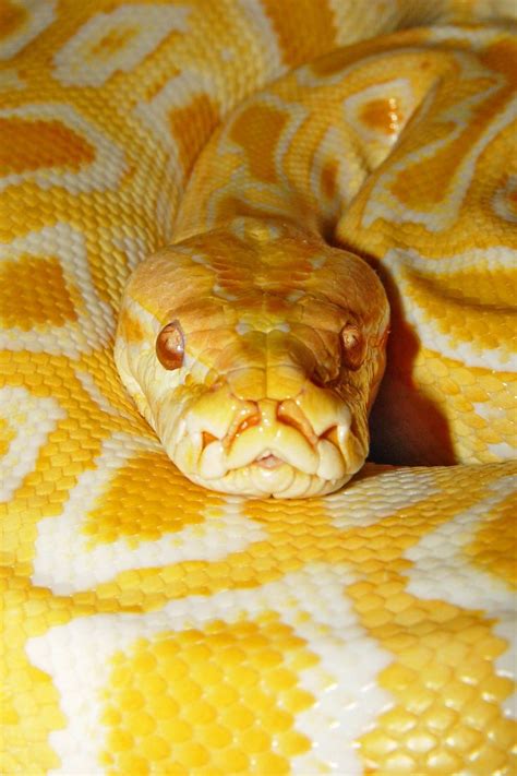 Burmese Python 4 Yellow Animals Pet Snake Cute Reptiles