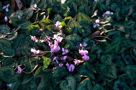 Cyclamen Libanoticum Lebanon Cyclamen Conservatory Greenhouserhs