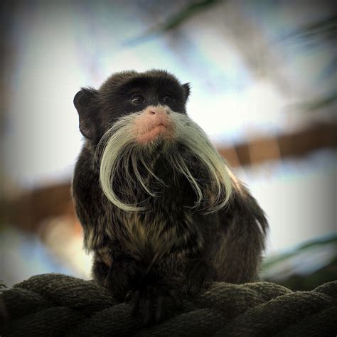 Emperor Tamarin | Emperor tamarins (Saguinus imperator) are … | Flickr