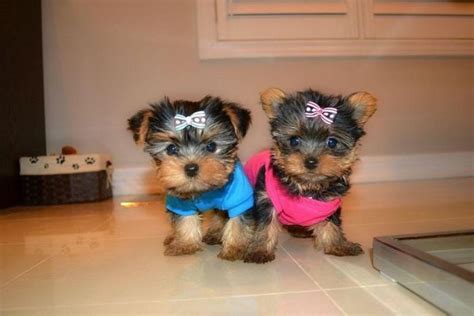 We Are Adopting Our Beautiful Litter Of Teacup Yorkie Puppies For Sale