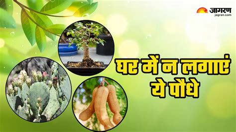 Vastu Tips For Plant घर में भूल से भी न लगाएं ये पौधे बढ़ने लगती है नेगेटिव एनर्जी Vastu