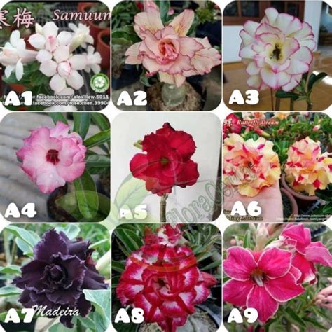 Jual Paket Bibit Bunga Adenium Tumpuk Kamboja Jepang Sky Shopee