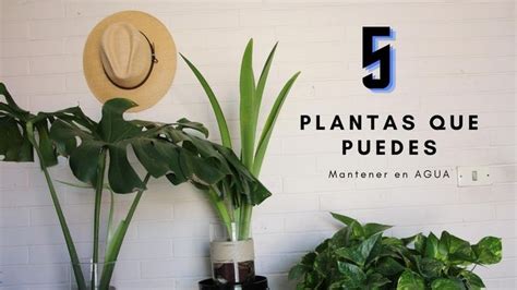 Cinco Plantas Que Puedes Tener En Agua Youtube Plantas Plantas En