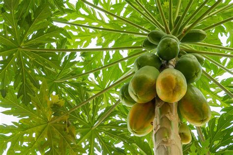 Planta De Papaya Caracter Sticas Cultivo Y Cuidados