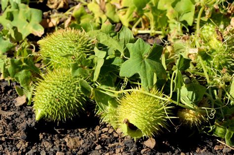 Plant Of The Month Wild Cucumber