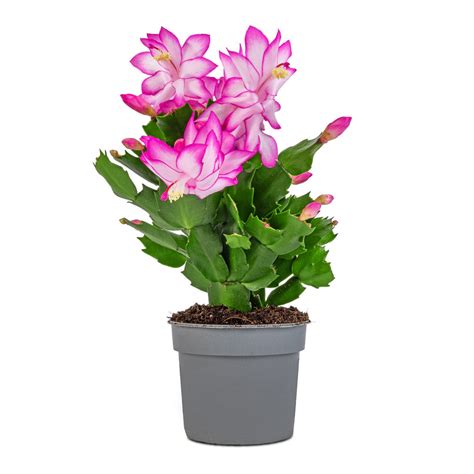 Schlumbergera Christmas Cactus Pinkpurple Hortology Hortology