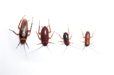 What Do Baby Roaches Look Like? - Rove Pest Control