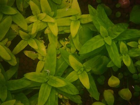 Staurogyne Repens For Sale Aqua Plants Manila Philippines