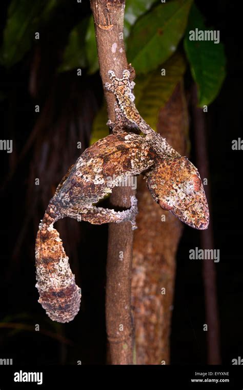 Henkel S Gecko Queue De Feuille Uroplatus Henkeli Escalade